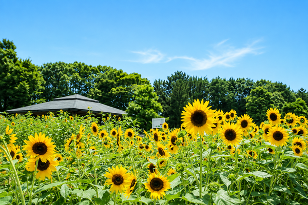 カイロ・サロン山中 夏季休暇のお知らせ